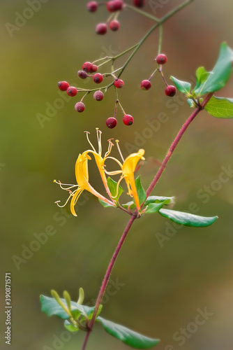 Yellow honeysuckle flowers and red rosehip fruits 