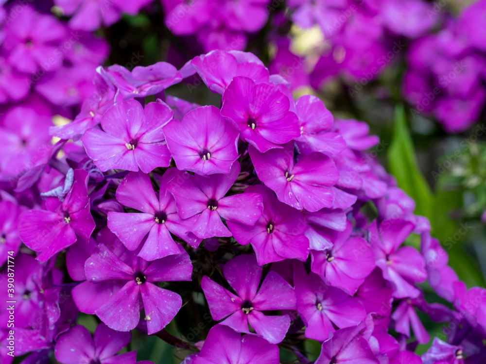 Purple flame flowers of phlox. Flowering garden phlox, perennial or summer phlox in the garden on a sunny day.Close up Purple flame flowers of phlox. Flowering garden phlox, perennial or summer phlox in the garden on a sunny day.Close up