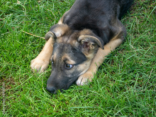 sad puppy lying on the green grass on a Sunny day in summer