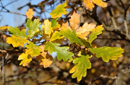 Branch with colorful autumn leaves of oak tree in warm sunlight
