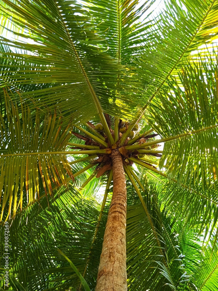 Obraz premium coconut palm tree