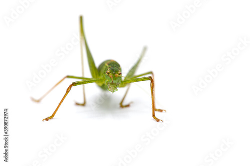 macro of a grasshopper isolated on white © UbjsP