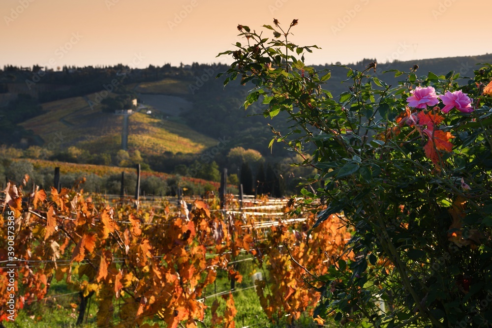 pink roses and rows of colorful vines during the fall season in Tuscany. Chianti region, Italy.