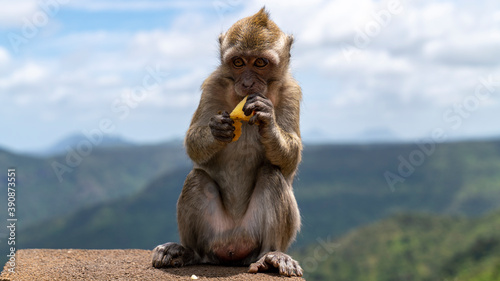 baby monkey sitting on a murmur and eating an apple with a forest in the background