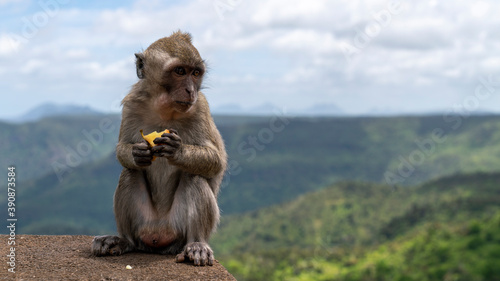 baby monkey sitting on the rock eating an apple, mauritius