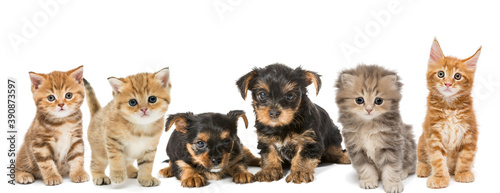 Portrait of small kittens and puppies