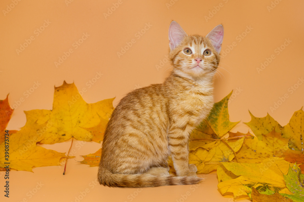 Obraz premium Small red kitten and autumn leaves