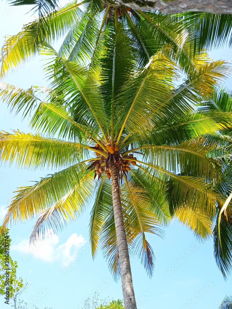 Obraz premium coconut palm tree
