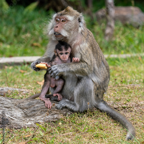 cute macaque mother with baby sitting on the grass and eating an apple