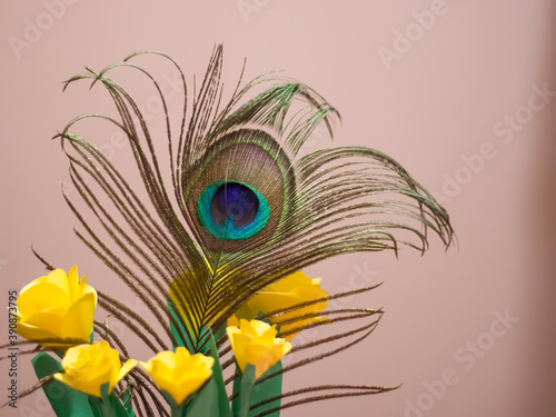 peacock feather as a background