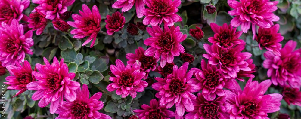 A large bush of autumn chrysanthemums, suitable for the background in the designer's work. A large bush of autumn chrysanthemums, suitable for the background in the designer's work.