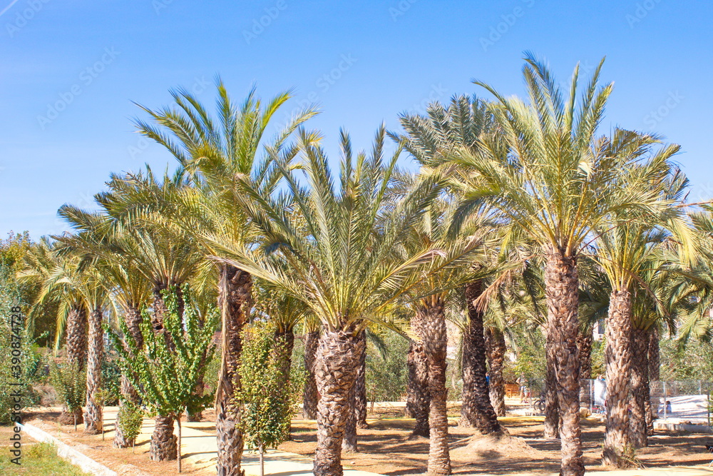 Fototapeta premium lush forest of colorful palm trees
