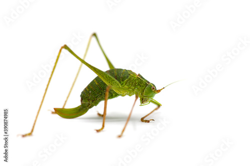 macro of a grasshopper isolated on white