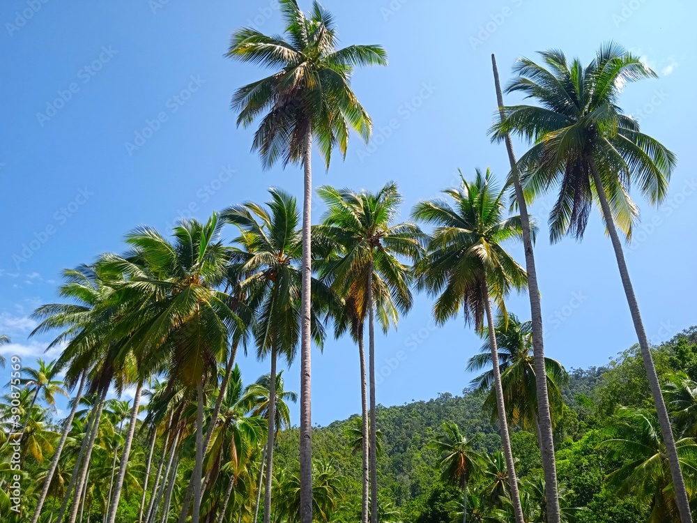 Obraz premium coconut trees