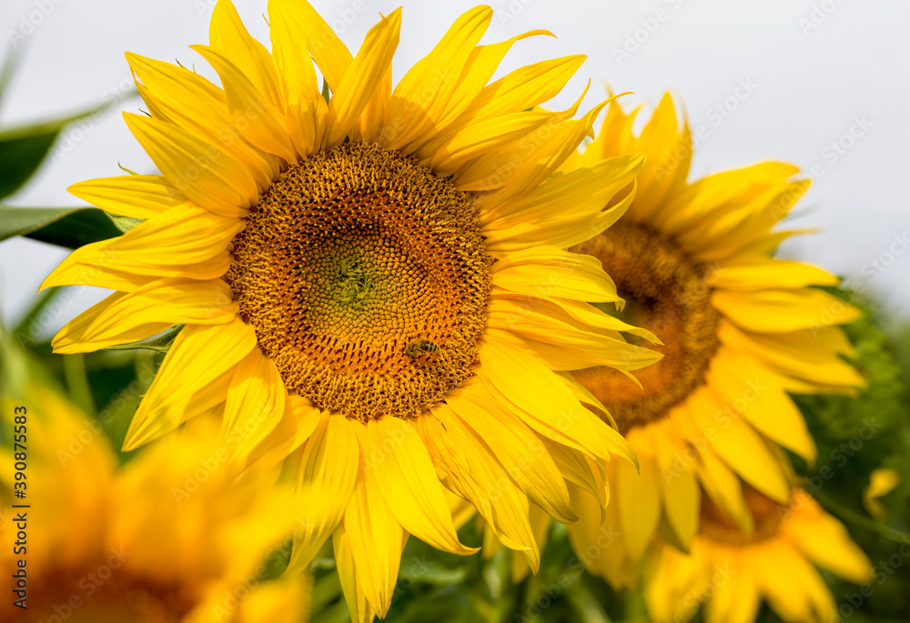 annual sunflower , close-up