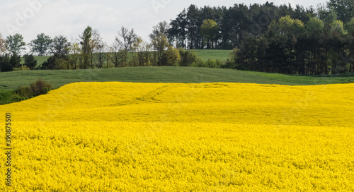 Landscape with a bloomy rape field