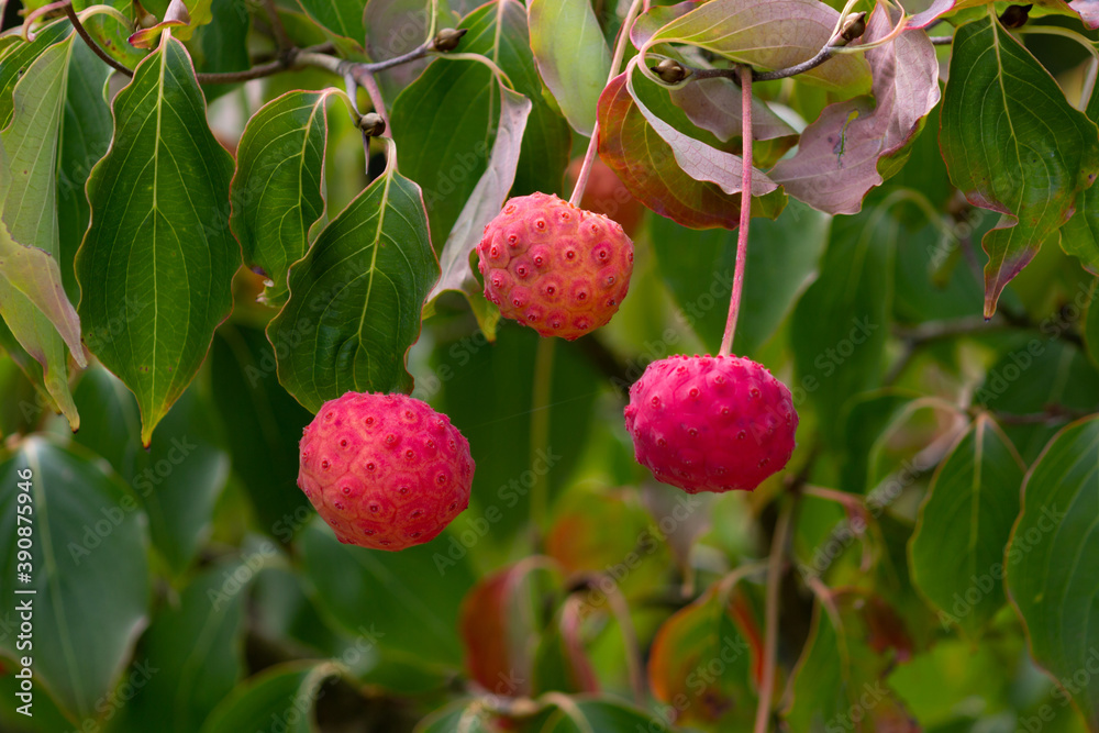 Fruit rouge en macro Fruit rouge en macro