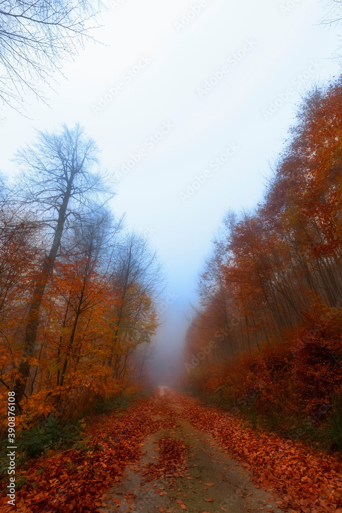 It's autumn time. Colorful leaves on the trees. Colorful leaves fallen to the ground. Autumn mood. Uludag National Park, Bursa. It's autumn time. Colorful leaves on the trees. Colorful leaves fallen to the ground. Autumn mood. Uludag National Park, Bursa.