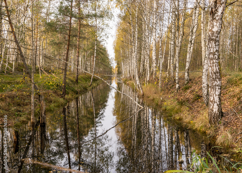 autumn landscape with a bog ditch, colorful trees on the side of the ditch, white birch trunks and yellow leaves reflected in the water of a dark bog ditch