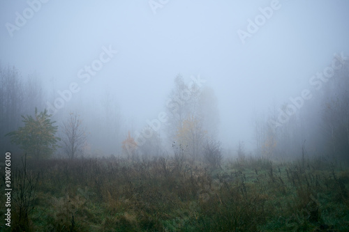 łąką we mgle ,drzewo ,łąka,mgła 
