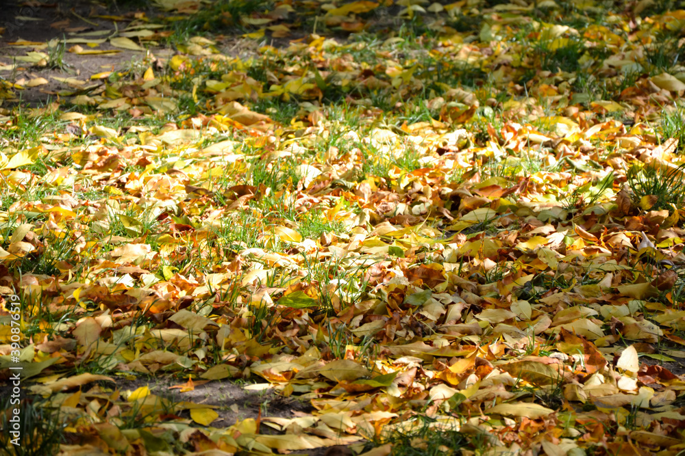 Autumn fallen leaves on green grass. Autumn wallpaper. Fall season nature. Defoliation. Park nature background. Autumn fallen leaves on green grass. Autumn wallpaper. Fall season nature. Defoliation. Park nature background.