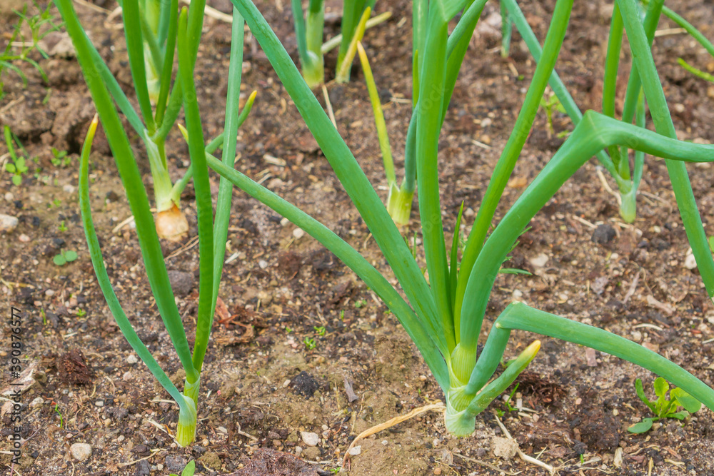 Green onions grow in the garden in the summer Green onions grow in the garden in the summer