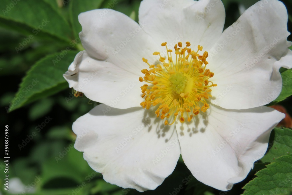 Beautiful white rosehips flower, closeup