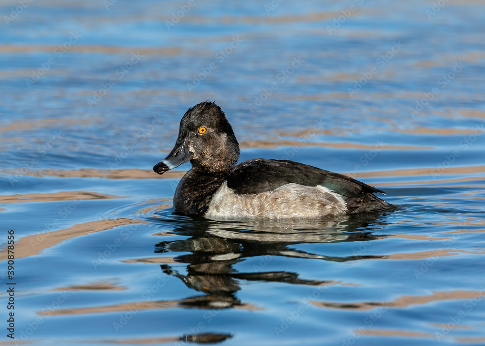 A detailed close up of an immature Ring-necked duck in a blue water lake in Wintertime. A detailed close up of an immature Ring-necked duck in a blue water lake in Wintertime.