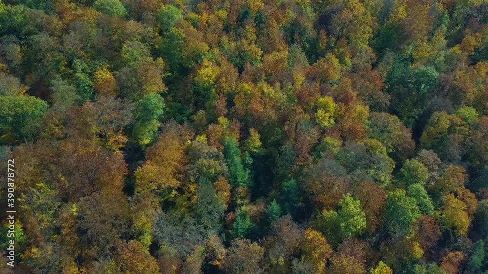Aerial view of vertical flight over autumn forest. Fall landscape with red, yellow and green foliage as seen from above.