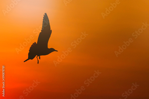 Silhouette of a seagull flying on sunset background.