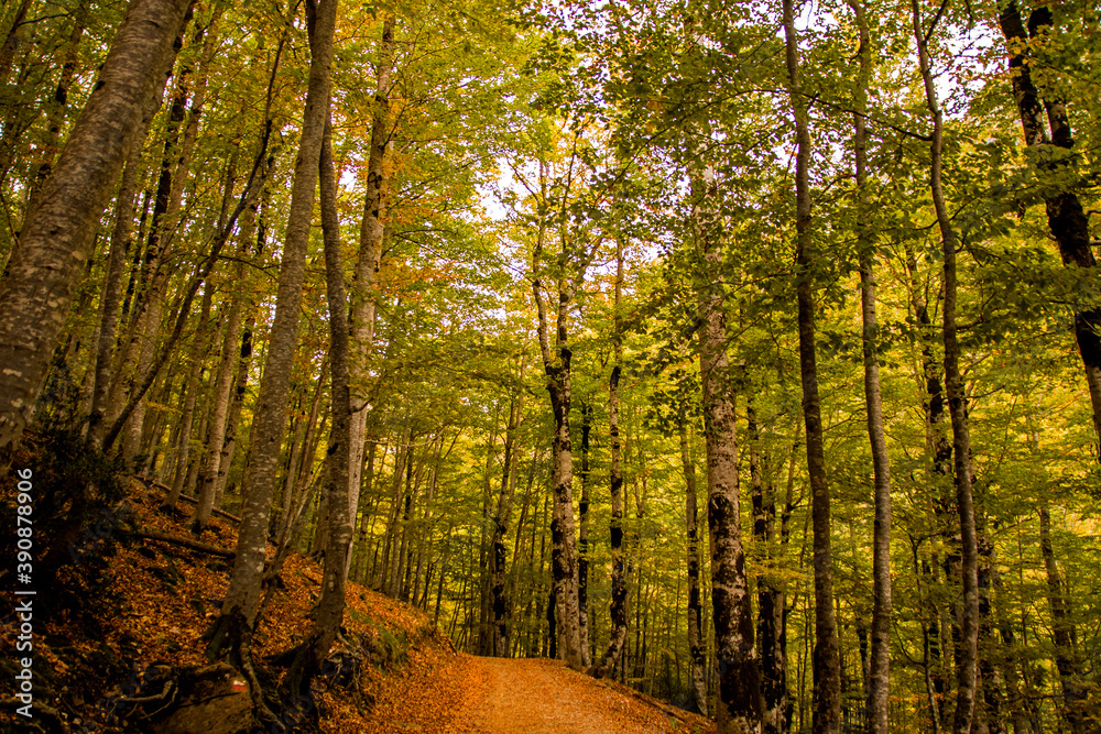 Fototapeta premium path between beech forest in autumn at the base of Ordesa, Pyrenees of Huesca