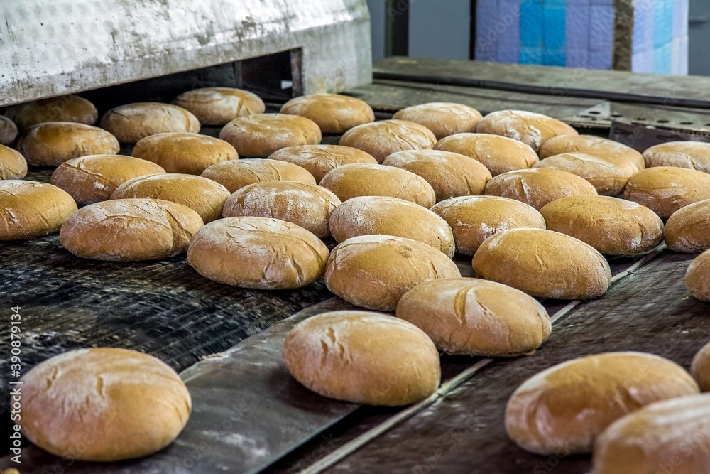Many fresh round rye loaves of bread on the conveyor at the factory.