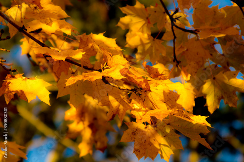 1007 - Autumn Leaves Fall Maple Tree Bright Golden Yellow  Foliage