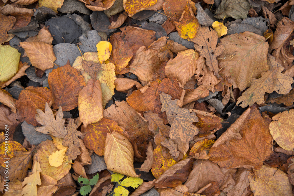 background: fallen autumn leaves on the ground