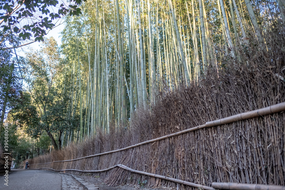 Fototapeta premium Arashiyama Bamboo Forest - walkway with straw fence