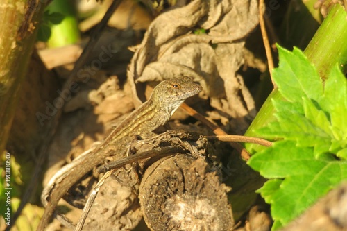 Tropical anole lizard on a tree stump in Florida wild, closeup