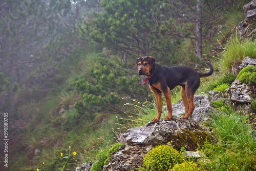 A Rottweiler standing on the rocky slope of mountains covered with trees in foggy weather in summer.