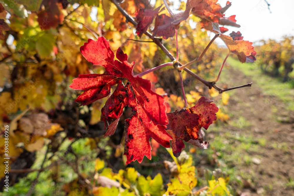 grape leaf in autumn