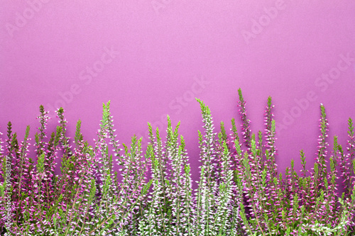 Heather Flowers  Calluna Vulgaris  On Purple Background