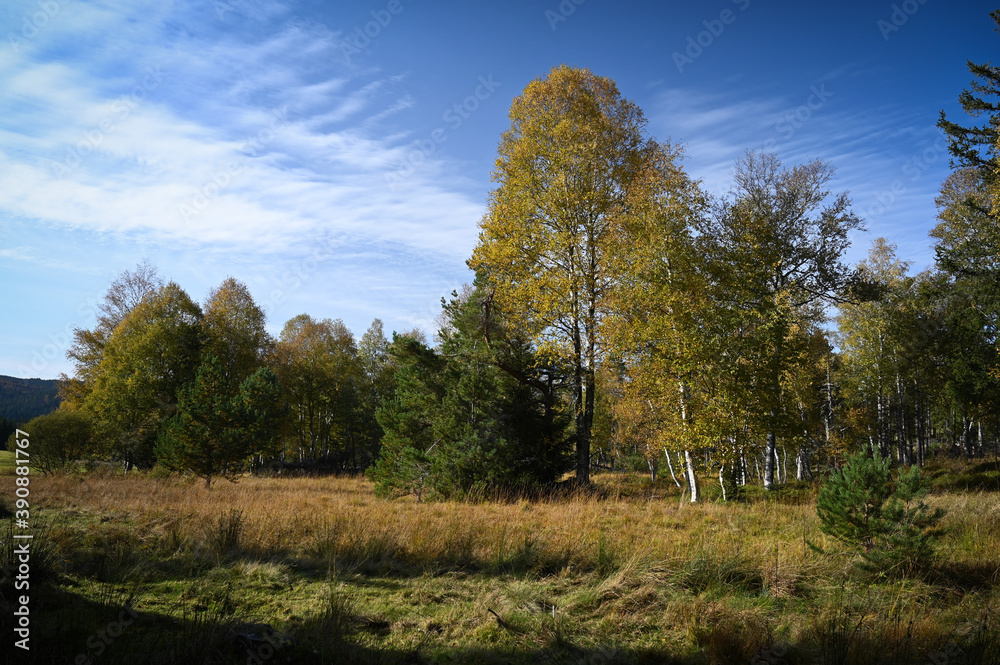 Autumnal view of brown colored trees, bushes and dry grass under a clear blue sky. Autumnal view of brown colored trees, bushes and dry grass under a clear blue sky.