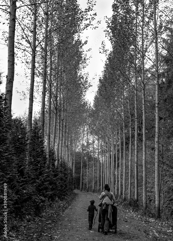 promenade dans les bois en automne promenade dans les bois en automne