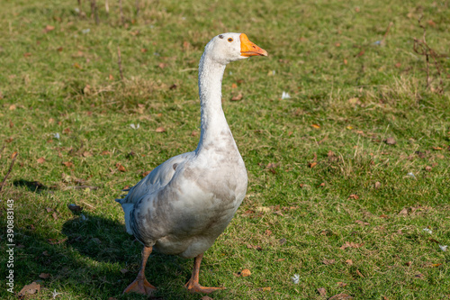 White domestic goose on the pasture. Big white goose in meadow.