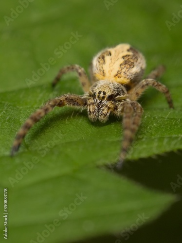 spider orb-weaver Araneus diadematus on a leaf © Tomas