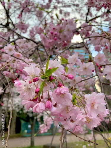 Cherry Blossom 