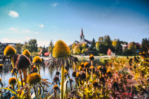 Beautiful view of colorful faded echinacea flowers in front of a lake with a church in the background. photo