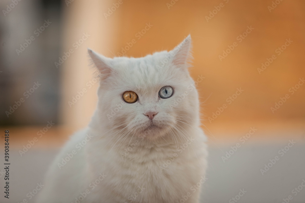 portrait of white cat with heterochromia in eyes