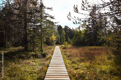 Straight wooden bordwalk leading through a swamp in the Black Forest, Germany. Forest trees and bushes grow along this footbridge. photo