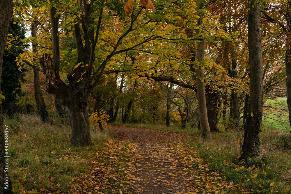 Path in autumn forest