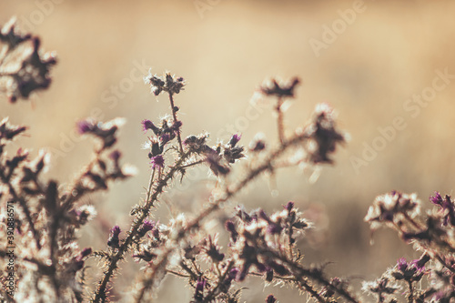 Carduus acanthoides close up, the spiny plumeless thistle or welted thistle, spined plant in misty cold morming colors and sun light. Spiny thistle bush growing on the UK meadow example. photo