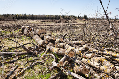 Forestry. Sawing wood with a power saw. This aspen is cut on spot (logging site) into poppet (short logs, lump wood) for firewood photo